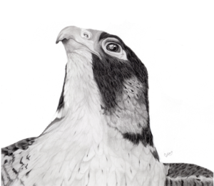 Graphite portrait of Charlotte the Peregrine Falcon