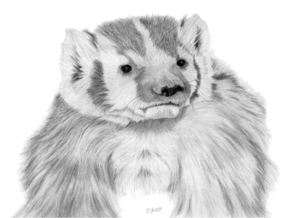 Graphite drawing of an American Badger