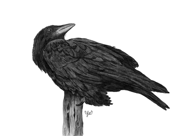 Ink portrait of a crow