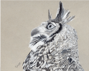 Charcoal drawing of a Great Horned Owl